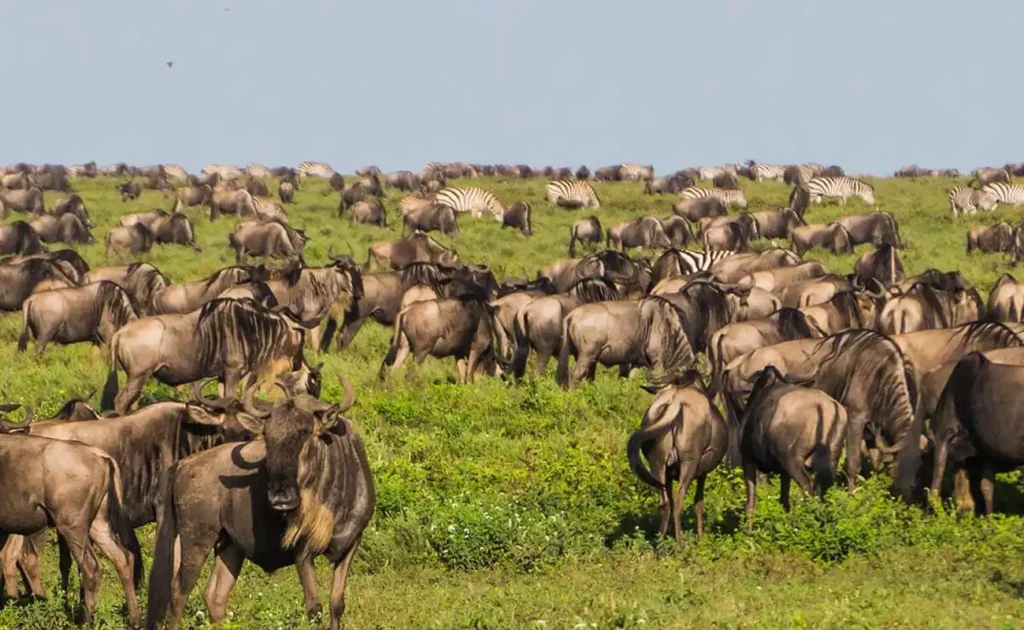 4 Days Ndutu Migration Calving Season