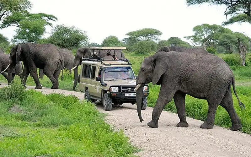 Arusha Game Drives