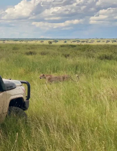 Game Drive In Serengeti With Freeingo Safaris