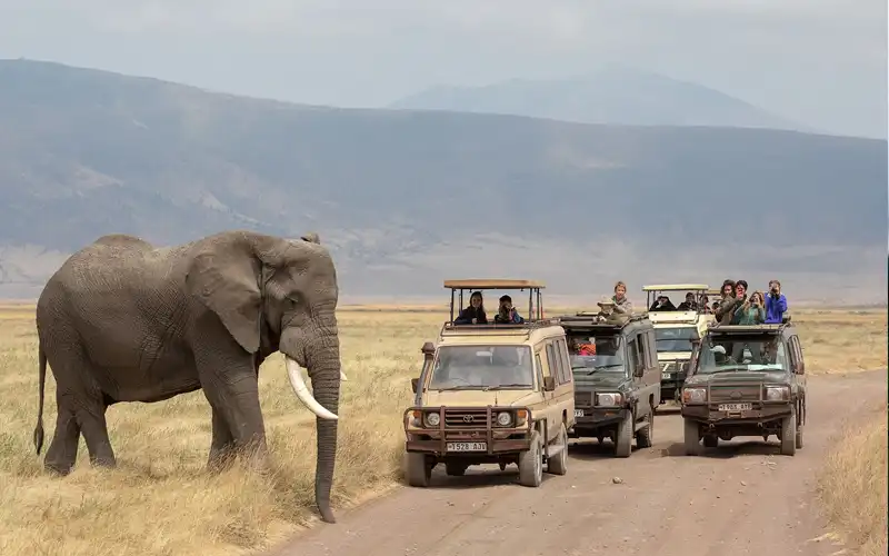 Ngorongoro Crater Game Drive