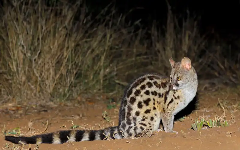 Night Game Drives