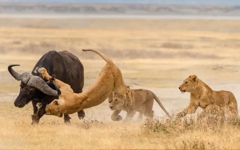 Northern Serengeti