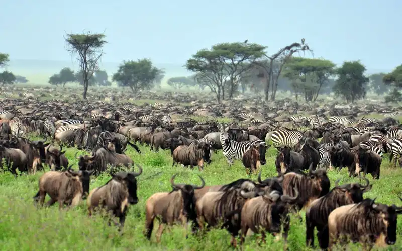 Southern Serengeti