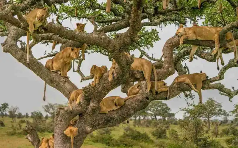 Tree-Climbing Lions