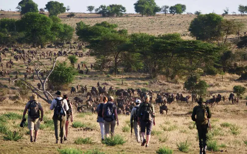 Walking Safaris