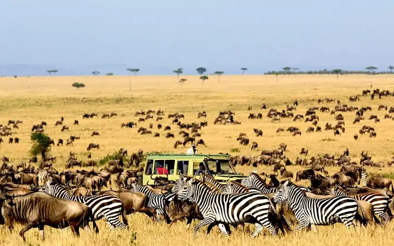 game drive in serengeti