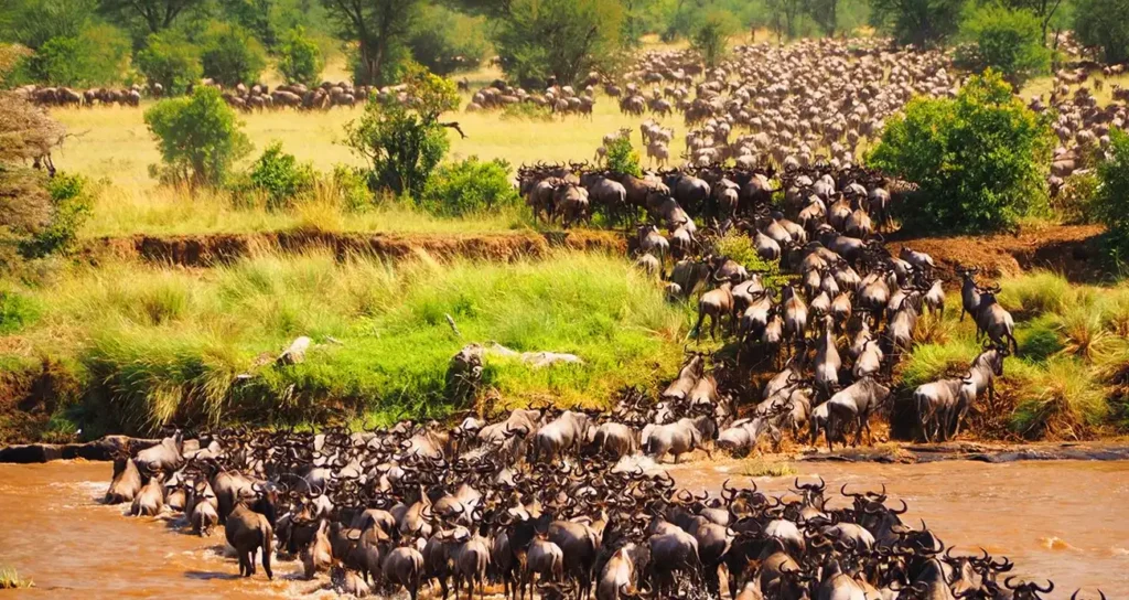 5 Days Great Migration Fly in from Zanzibar