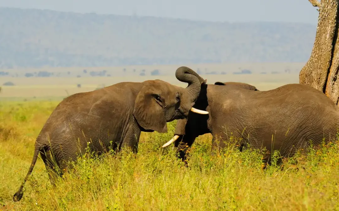 What Wildlife Can I Expect to See on a Tanzanian Safari?